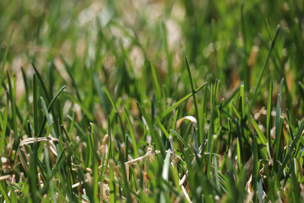 Kentucky Bluegrass is one of the best types of grass for Nebraska lawns